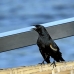 blackbird_shouldered_tawny_jar_h_0433_cub1158.jpg